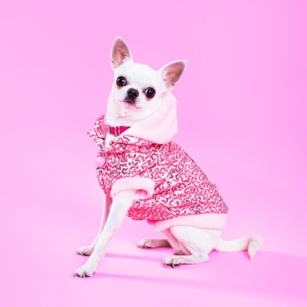 Foto talento perruno Olivia